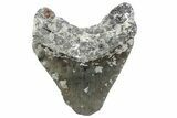 Partial, Fossil Megalodon Tooth - North Carolina #370228-1